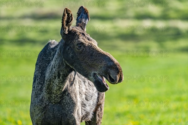 Female moose in pasture