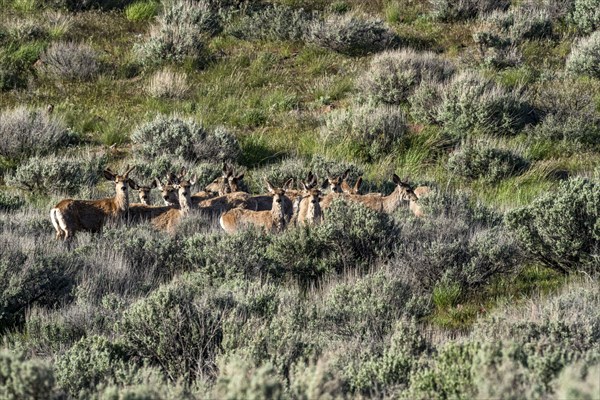 Herd of deer on sagebrush hillside