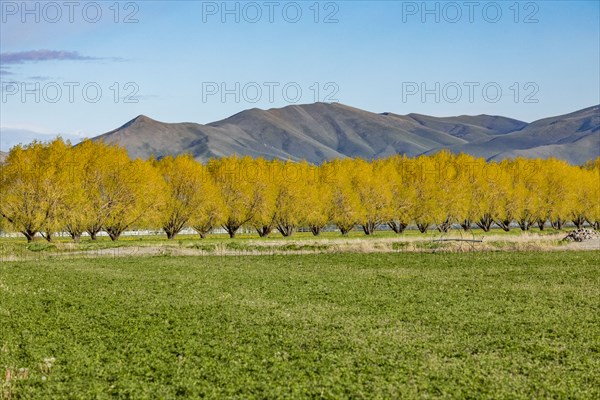 Rural treeline in farmland