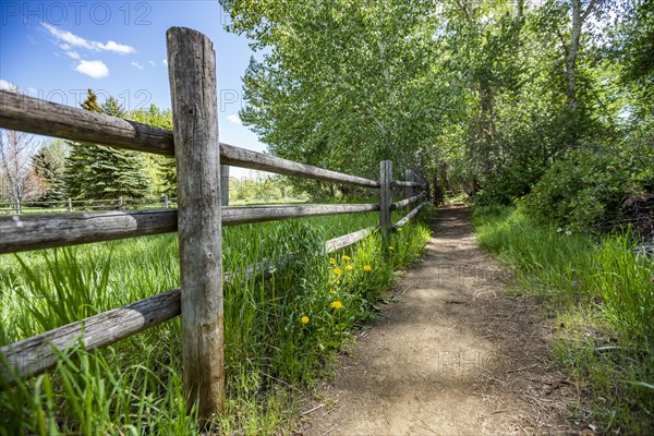 Path through forest