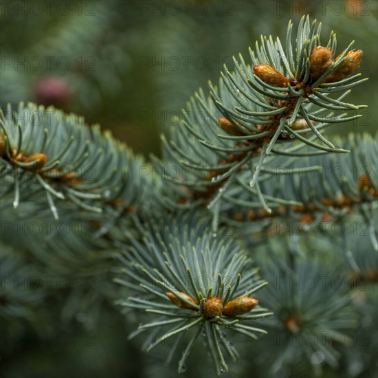 Close-up of spruce branch