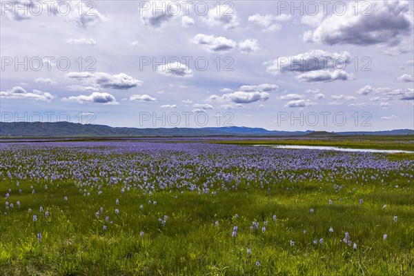 Camas lilies bloom in spring