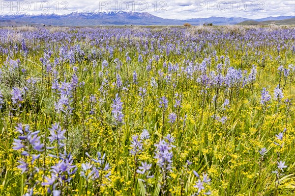 Camas lilies bloom in spring