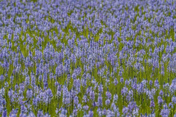 Camas lilies bloom in spring