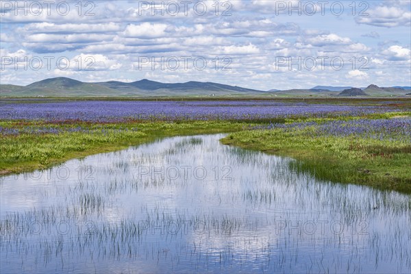 Camas lilies bloom in spring on riverbanks