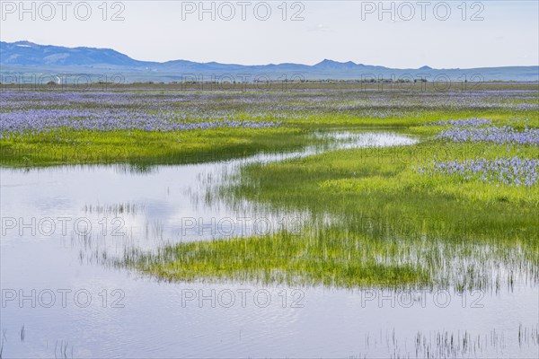 Camas lilies bloom in spring in wetland