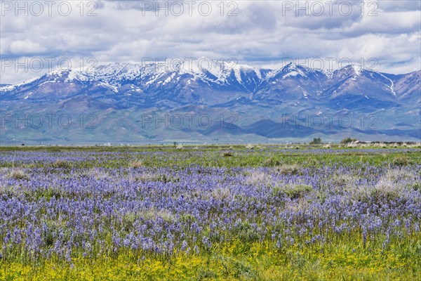 Camas lilies bloom in spring and Soldier Mountain in background