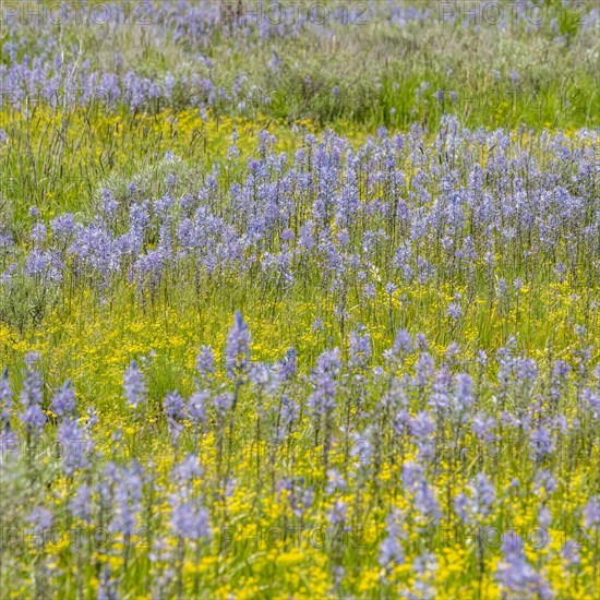 Camas lilies bloom in spring on riverbanks