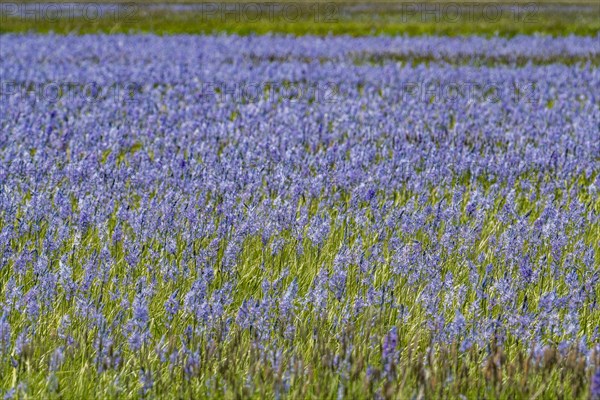 Camas lilies bloom in spring on riverbanks