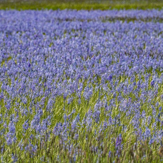 Camas lilies bloom in spring on riverbanks