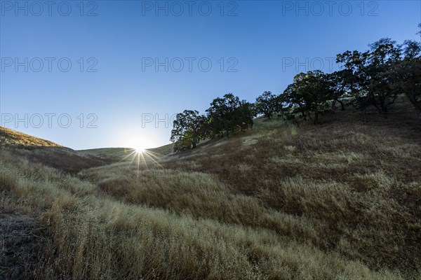 California oak trees on grassy hillsides