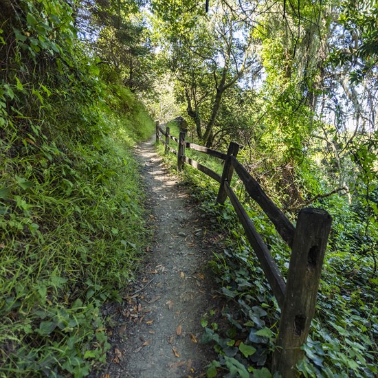 Hiking trail in forest