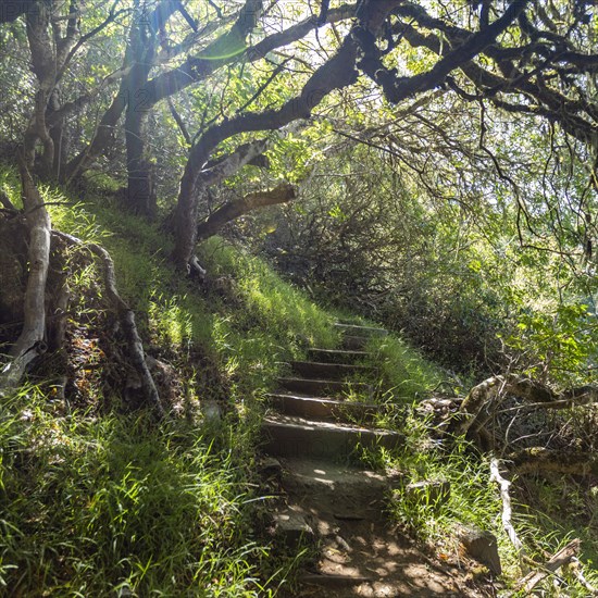 Hiking trail in forest