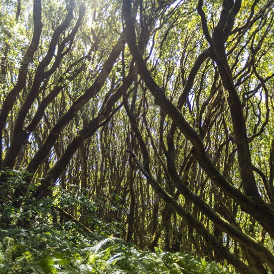 Sun shining through trees in forest