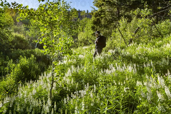 Woman hiking through spring wildflowers in Sun Valley