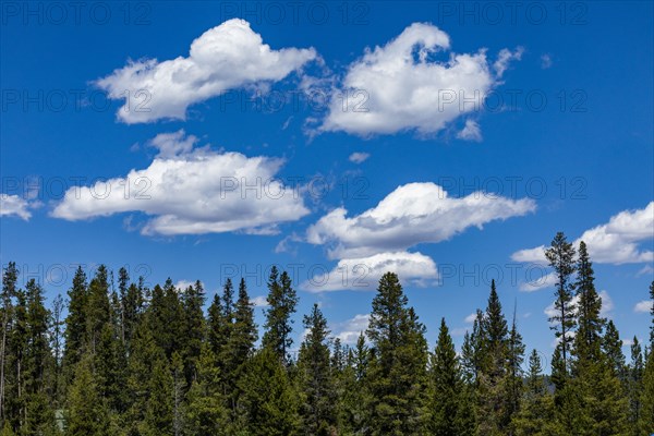 White clouds over forest near Sun Valley