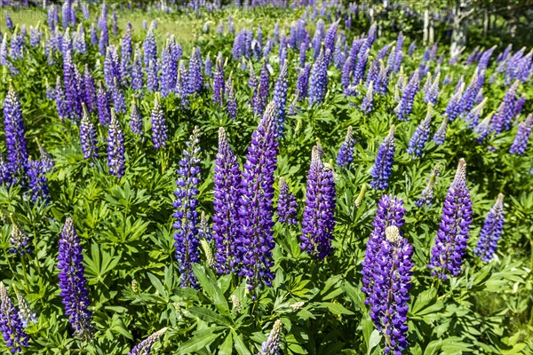 Lupine blooms in early summer in Sun Valley