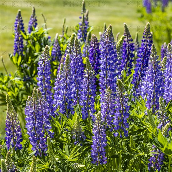 Lupine blooms in early summer in Sun Valley