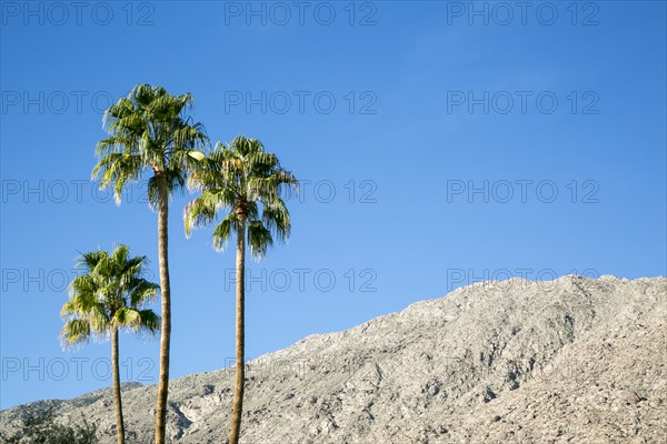 Three palm trees against blue sky