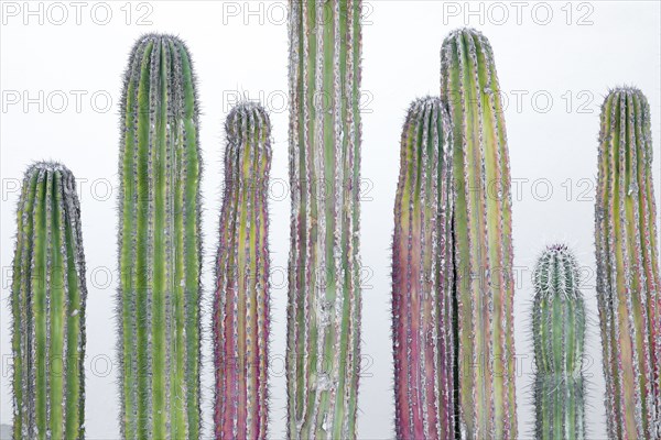 Row of multicolored cactus