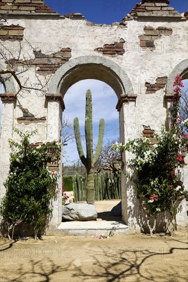 Old ruins and plants