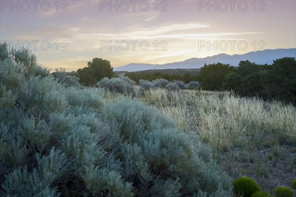 Bushes on desert