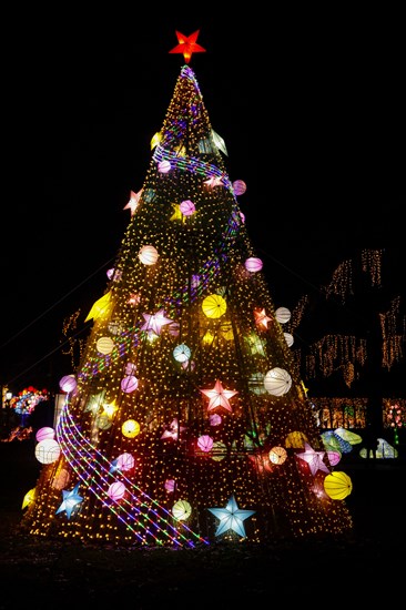 Outdoor christmas tree illuminated at night