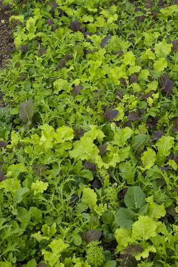 Close-up of organic micro greens