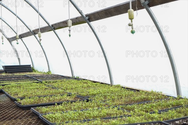 Seedlings growing in greenhouse
