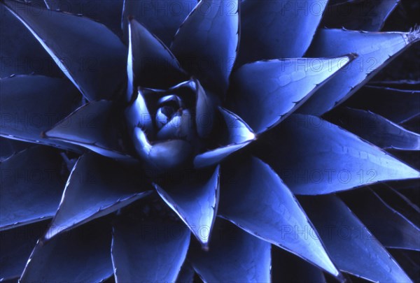 Close-up of blue Agave plant