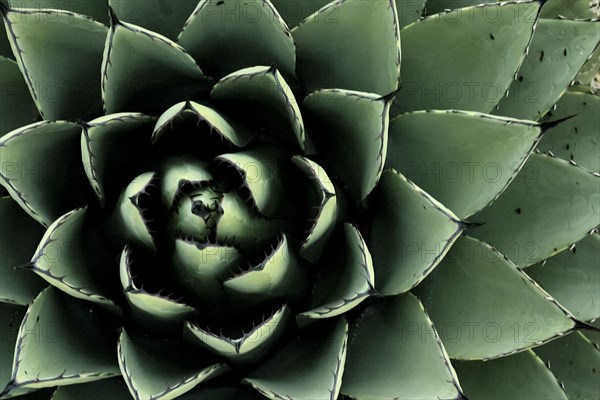 Close-up of blue Agave plant