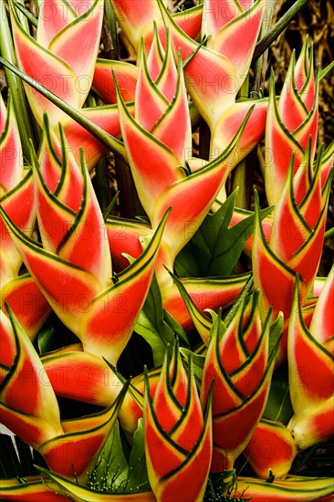 Ginger plant in bloom