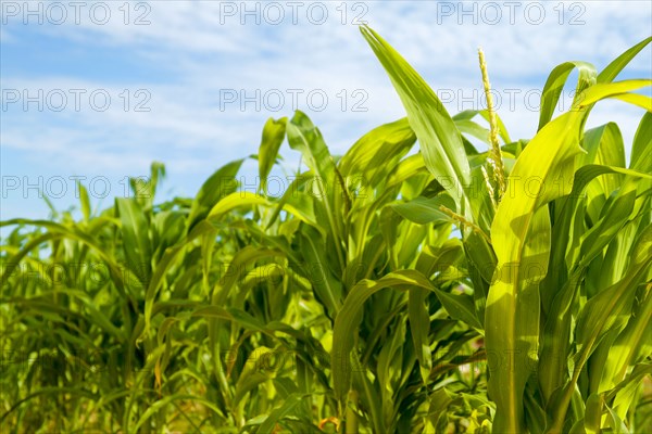 Corn growing in field