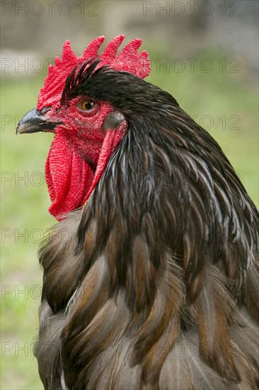 Portrait of rooster