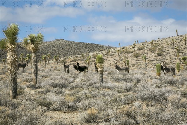 Wild donkeys in desert