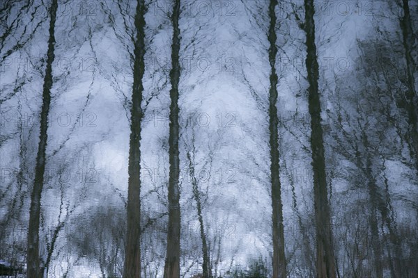 Bare trees reflecting in water