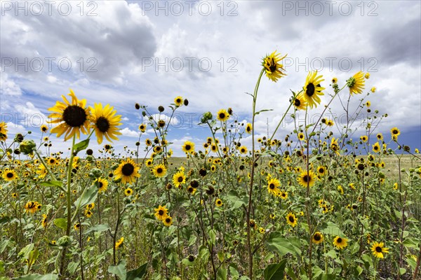 Sunflowers in field