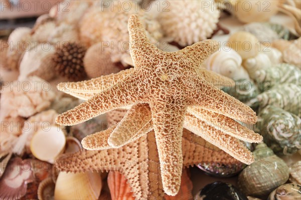 Close-up of starfish and shells