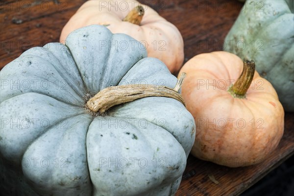 Squashes at farmers market