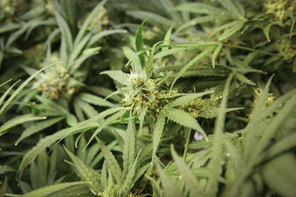 Medical marijuana plant