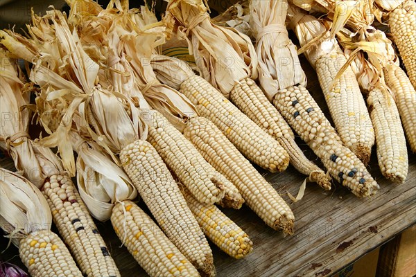 Dried Indian corn at farmers market