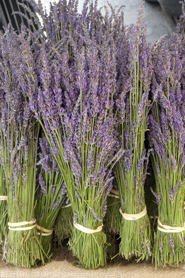 Bunches of fresh lavender