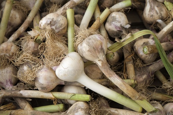 Fresh garlic at farmers market