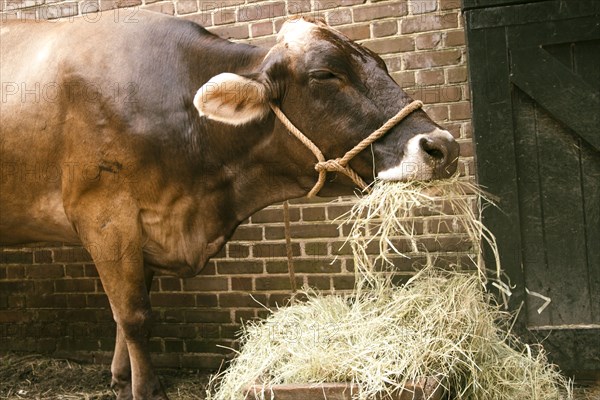 Cow eating hay