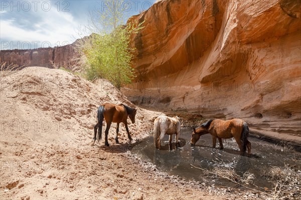 Canyon De Chelly National Park