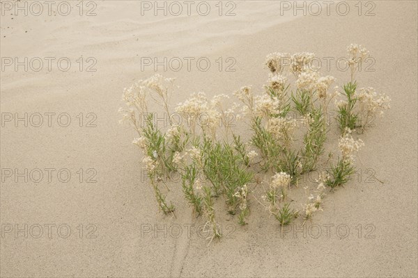 Plants growing in sand in desert