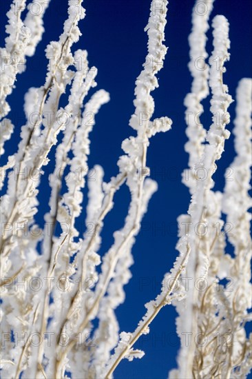 Morning frost on plant