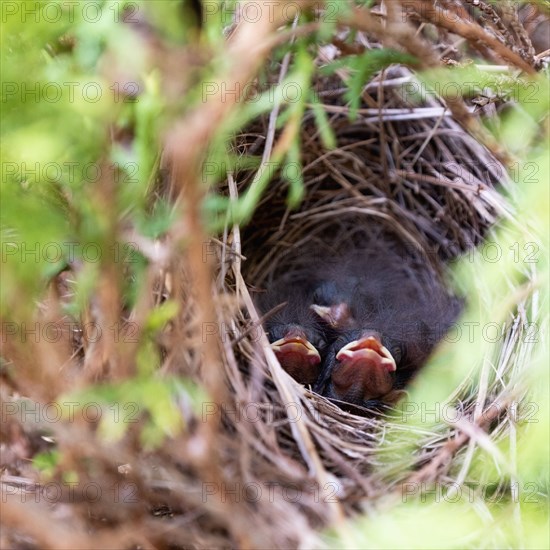 Baby birds in nest