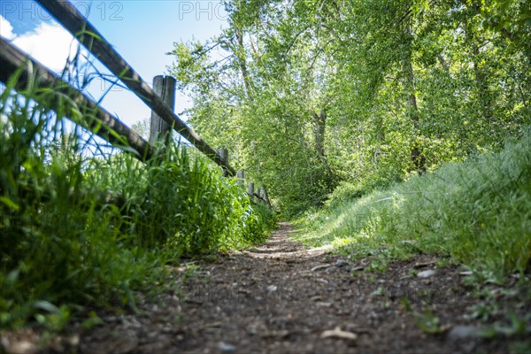 Footpath and fence in forest