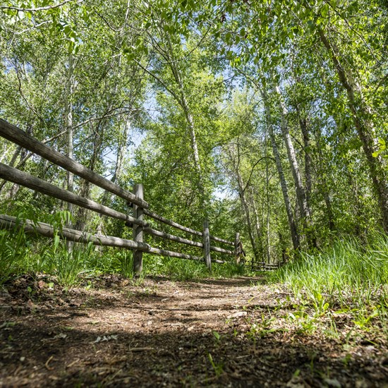 Footpath and fence in forest